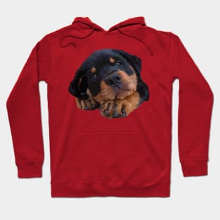 Cute Rottweiler Puppy Hoodie